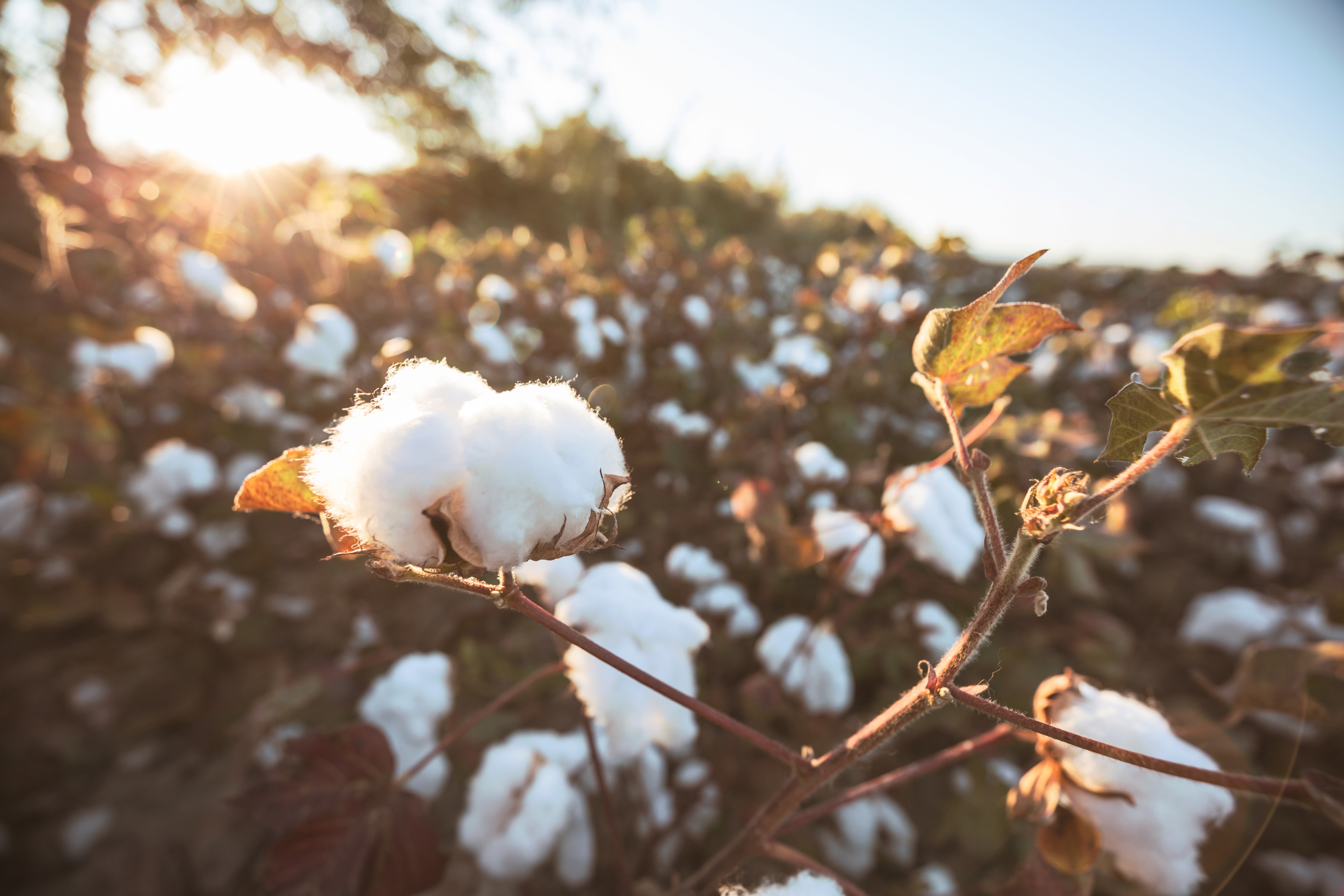 Organic Clothing: Better for you and the environment?
