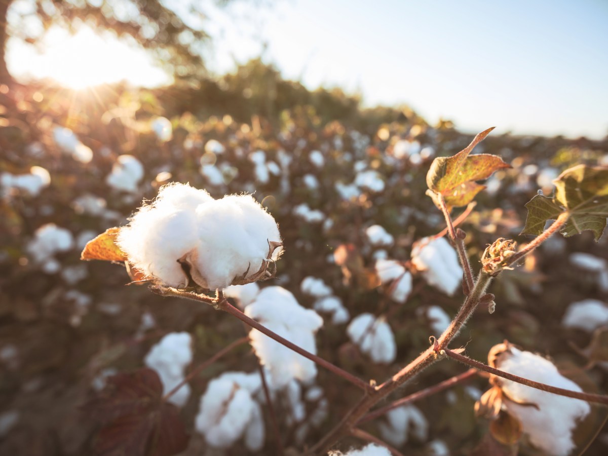 Organic Clothing: Better for you and the&nbsp;environment?